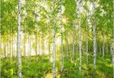 Aspen Tree Wall Mural Sunday 8 519 Wall Mural to In 2019