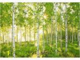 Aspen Tree Wall Mural Sunday 8 519 Wall Mural to In 2019