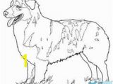 Australian Shepherd Coloring Page 286 Best Dog Coloring Pages Images