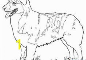 Australian Shepherd Coloring Page 286 Best Dog Coloring Pages Images