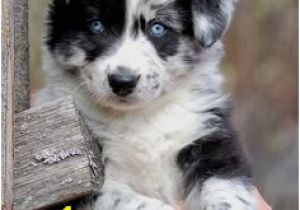 Australian Shepherd Coloring Page Die 12 Besten Bilder Von Australian Shepherds â¥