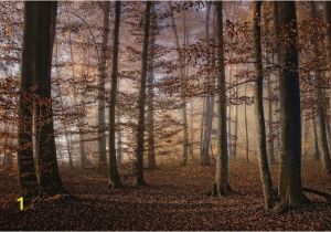 Autumn forest Wall Mural Autumn In the forest Fototapeta Tapeta Na ZeÄ Na Posters