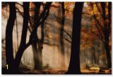 Autumn forest Wall Mural Jan Paul Kraaij Autumn Light Canvas Art 47 X 30 X 2 In