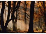 Autumn forest Wall Mural Jan Paul Kraaij Autumn Light Canvas Art 47 X 30 X 2 In