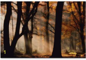 Autumn forest Wall Mural Jan Paul Kraaij Autumn Light Canvas Art 47 X 30 X 2 In