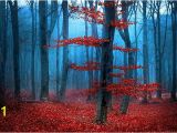 Autumn forest Wall Mural Red forest Wall Mural Tree Wallpaper