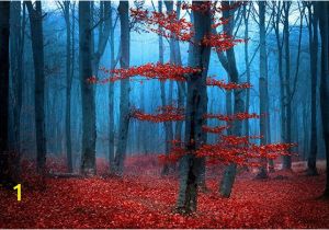 Autumn forest Wall Mural Red forest Wall Mural Tree Wallpaper