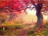 Autumn forest Wall Mural Tree Wall Mural Tree Wallpaper Nature Wall Mural Nature