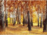 Autumn forest Wall Mural Wall Murals