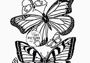 B is for butterfly Coloring Page Coloring Pages Free Printable Coloring Pages for Children that You