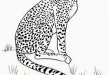 Baby Cheetah Coloring Pages 1081 Best 30 Cute Animal Coloring Pages Images
