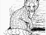 Baby Cheetah Coloring Pages Color Pages Realistic Cheetah Coloringageshoto