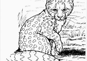 Baby Cheetah Coloring Pages Color Pages Realistic Cheetah Coloringageshoto