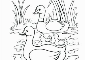 Baby Duck Coloring Pages to Print Baby Duck Coloring Pages Ducks Trend Medium Size Daffy Page Color