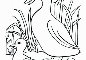 Baby Duck Coloring Pages to Print Baby Duck Coloring Pages to Print Best Ducks Free oregon