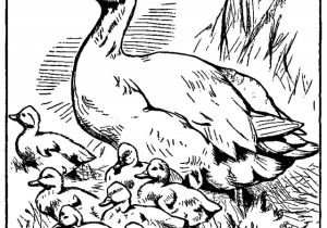Baby Goose Coloring Pages Printable Mother Duck and Baby Ducklings Coloring Page