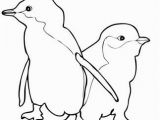 Baby Penguin Coloring Pages Two Little Blue Penguins Coloring Page