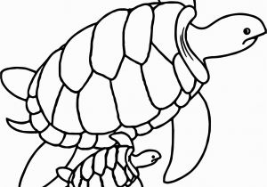 Baby Turtle Coloring Pages Kipling Dc