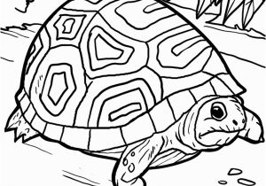 Baby Turtle Coloring Pages Malvorlage Schildkröte