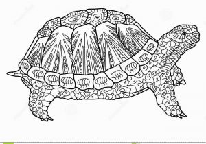 Baby Turtle Coloring Pages Turtle Coloring Book for Adults Vector Stock Vector