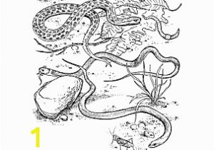 Balance Scale Coloring Page Reptiles Coloring Book Ten Different Pages