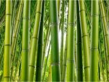 Bamboo Wall Mural Wallpaper Bamboo Serenity Wallpaper Mural Murals