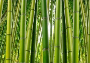 Bamboo Wall Mural Wallpaper Bamboo Serenity Wallpaper Mural Murals