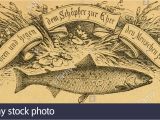 Bass Fish Coloring Pages Ocr Stock S & Ocr Stock Page 4 Alamy