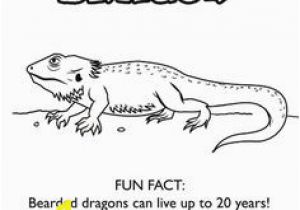 Bearded Dragon Coloring Pages 156 Best Bearded Dragon Images On Pinterest In 2018