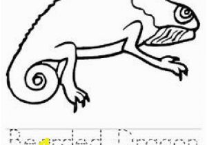 Bearded Dragon Coloring Pages 60 Best Animal Line Drawings Images