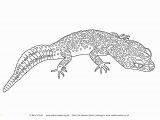 Bearded Dragon Coloring Pages Pin by Tiger Henry On Coloring Pages Pinterest