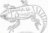 Bearded Dragon Coloring Pages Reptiles Coloring Pages Coloring Pages Coloring Pages