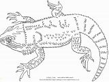 Bearded Dragon Coloring Pages Reptiles Coloring Pages Coloring Pages Coloring Pages