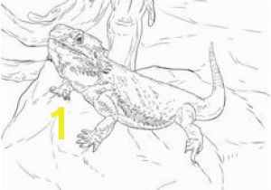 Bearded Dragon Coloring Pages the 181 Best Bearded Dragon Images On Pinterest In 2018
