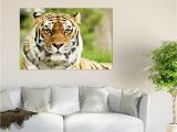 Big Cat Wall Murals 3d Gentle Tiger Head 742 Wall Stickers Vinyl Wall Murals