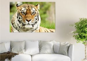 Big Cat Wall Murals 3d Gentle Tiger Head 742 Wall Stickers Vinyl Wall Murals