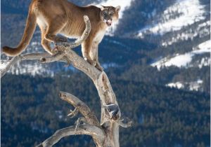 Big Cat Wall Murals Mountain Lion Dead Tree Wall Mural