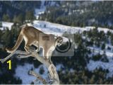 Big Cat Wall Murals Mountain Lion Od Dead Tree Snag Wall Mural