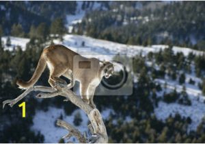 Big Cat Wall Murals Mountain Lion Od Dead Tree Snag Wall Mural