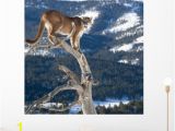 Big Cat Wall Murals Mountain Lion Od Dead Wall Mural by Wallmonkeys Peel and