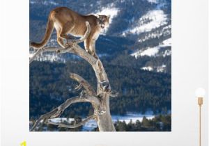 Big Cat Wall Murals Mountain Lion Od Dead Wall Mural by Wallmonkeys Peel and