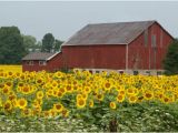 Big Red Barn Coloring Pages why are Barns Painted Red Farmers Almanac Trivia