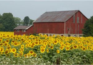 Big Red Barn Coloring Pages why are Barns Painted Red Farmers Almanac Trivia