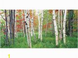 Biggies Wall Mural Biggies Wall Mural 40 X 80 aspen Grove by Fice Depot & Ficemax