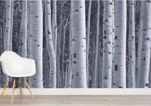 Birch forest Wall Mural Silver Birch Wallpaper Birch Tree forest