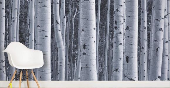 Birch Tree forest Wall Mural Silver Birch Wallpaper Birch Tree forest