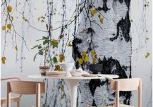 Birch Tree Wall Mural Diy 12 Best Birch Tree Mural Images