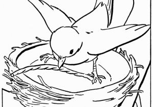 Bird Nest Coloring Page Birds Coloring Sheet
