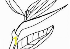 Bird Of Paradise Coloring Page 132 Best Bird Of Paradise Images On Pinterest In 2018