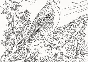 Bird Of Paradise Coloring Page 30 Fresh Bird Paradise Coloring Page